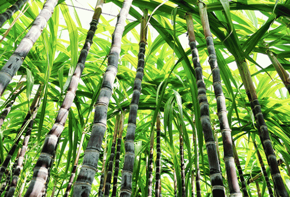 Rum sales reach £1bn to overtake whisky